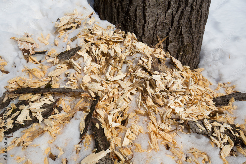 Hardwood tree gashed by a black bear in Rangeley, Maine. Hardwood tree gashed by a black bear in Rangeley, Maine.