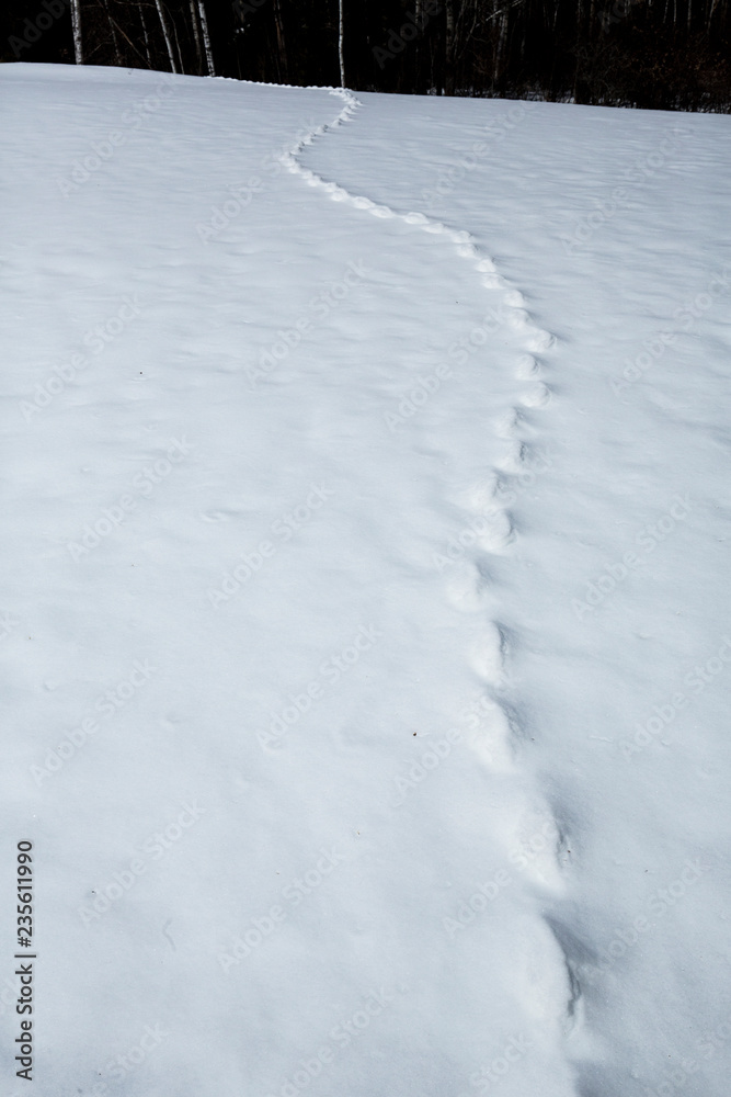 Track of a meadow vole under snow in Rangeley, Maine.