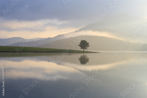Alone tree by lake 