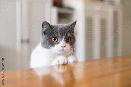 Cute British short-haired cat