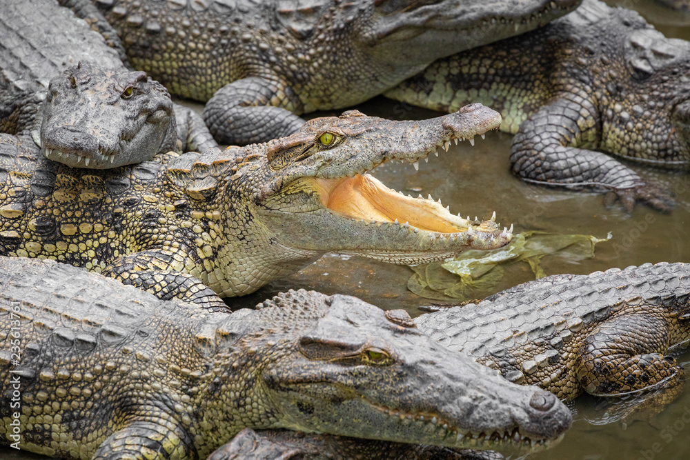 Obraz premium Portrait of many crocodiles at the farm in Vietnam, Asia.