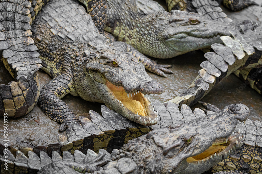 Obraz premium Portrait of many crocodiles at the farm in Vietnam, Asia.