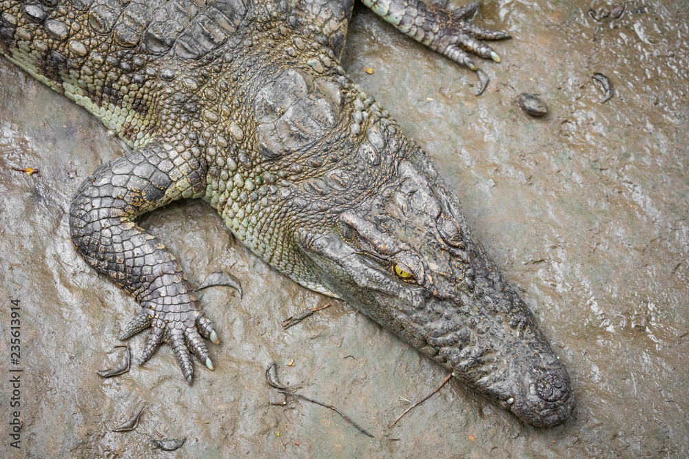Naklejka premium Portrait of many crocodiles at the farm in Vietnam, Asia.