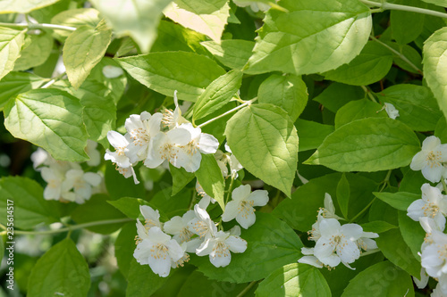 Jasmine, spring shrub with decorative yellow leaves, white flowers, Philadelphus coronarius 'Aureus'