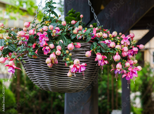 Fotografia Beautiful fuchsia flowers hanging from the pot,in the garden