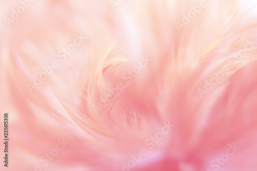 Blur Bird chickens feather texture for background, Fantasy, Abstract, soft color of art design.