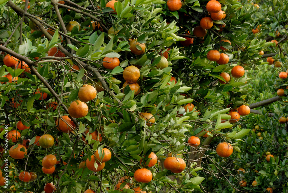 árbol con mandarinas