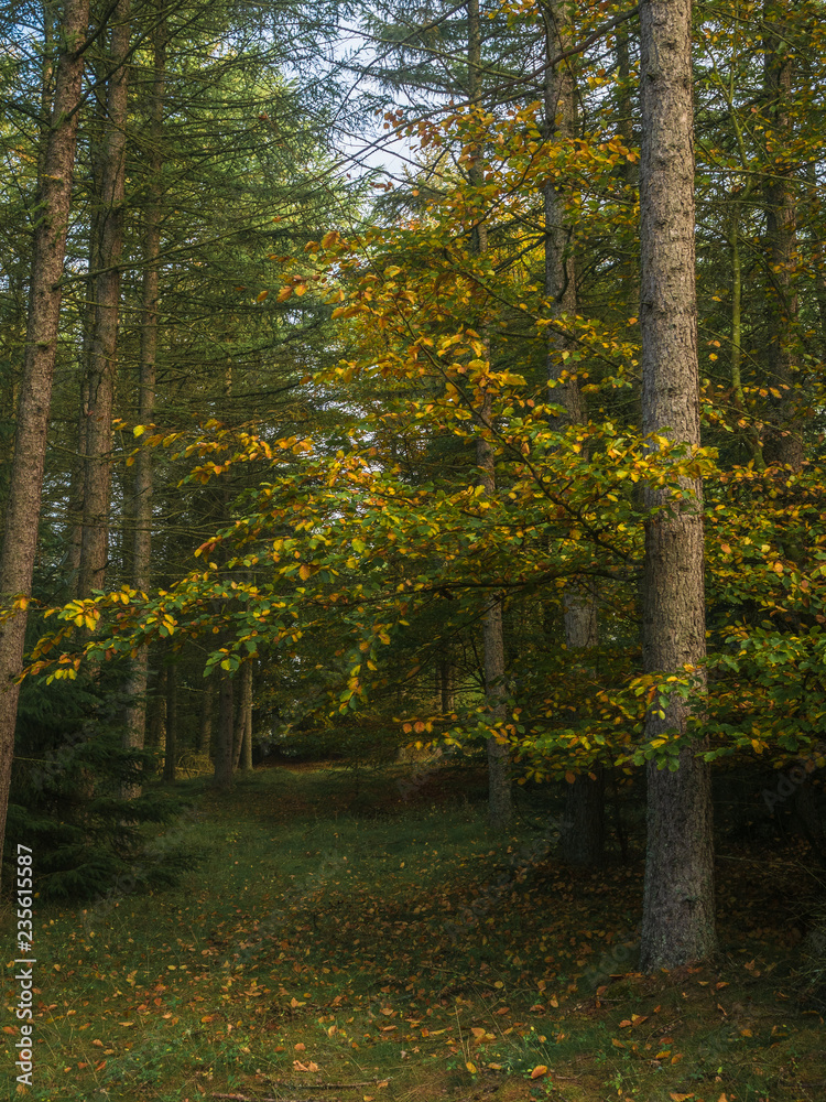 Fichten Wald im Herbst