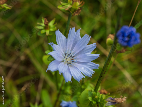 Blaue Blüte im Herbst