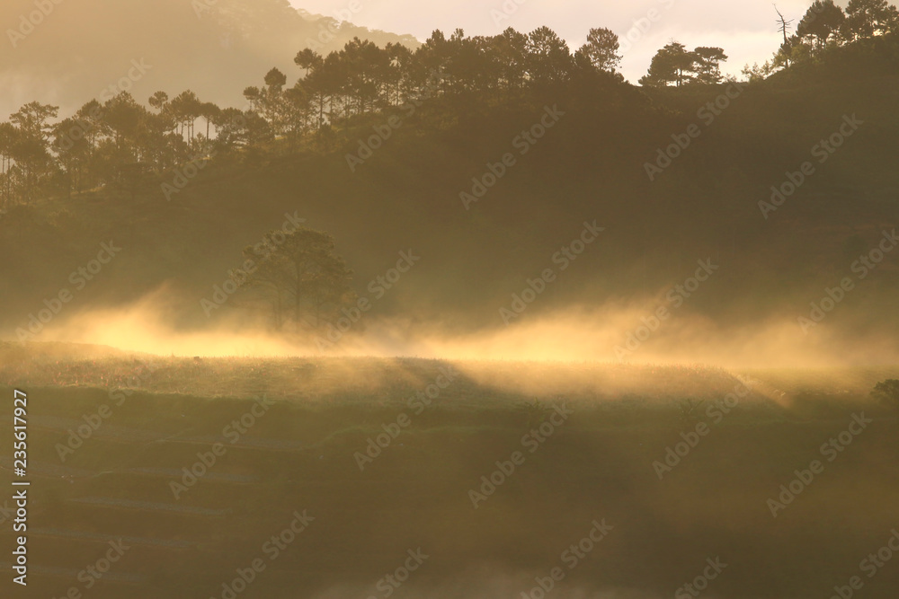 Fototapeta premium Fantastic foggy forest with pine tree in the sunlight. Sun beams through tree. Beauty world