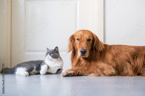 Golden Hound and British short-haired cat