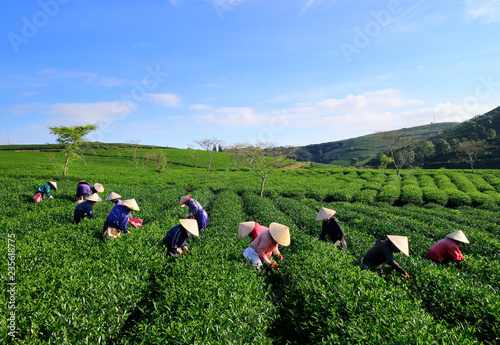 Dalat, Vietnam, November 20, 2018: A group of farmers picking tea on a summer afternoon in Cau Dat tea plantation, Da lat, Vietnam