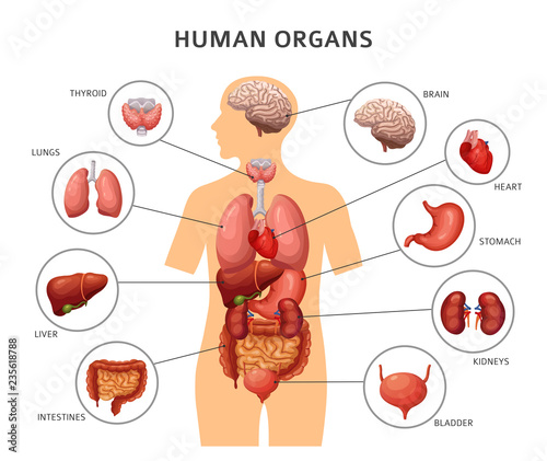 Foto Human body internal organs