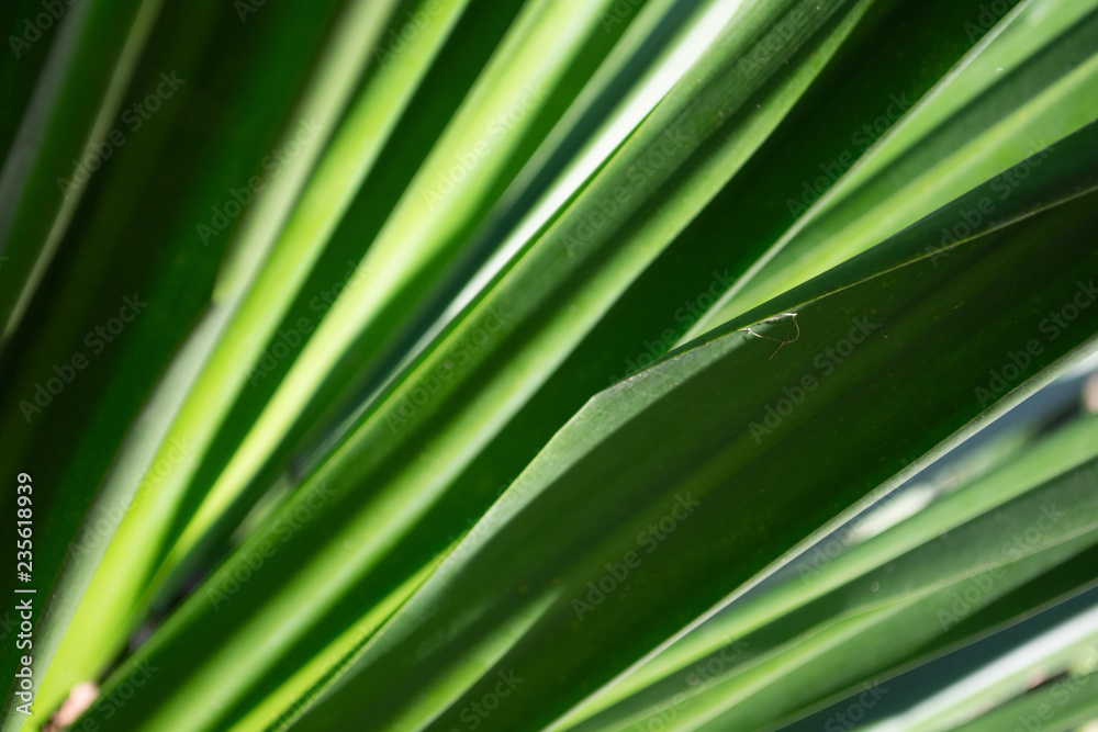 dracaena loureiri leaves close up 