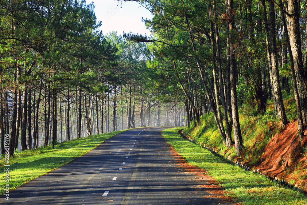 Beautiful road through pine forest