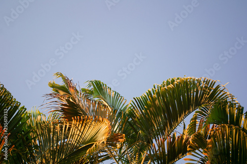 palm tree with clear purple sky 