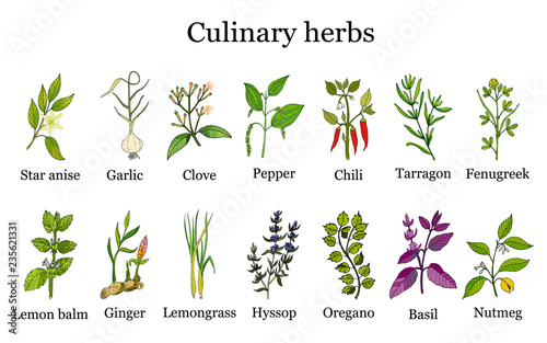 Hand drawn set of culinary herbs and spices