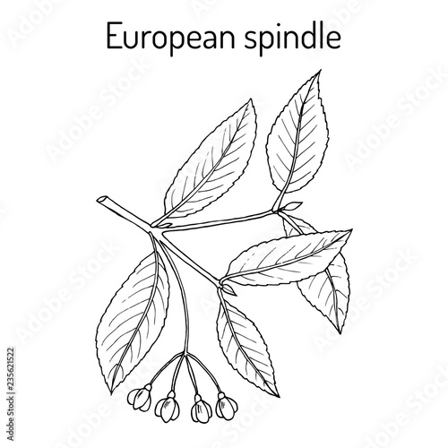 Spindle Euonymus europaeus , medicinal plant