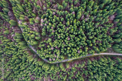 Road in evergreem forest, drone view