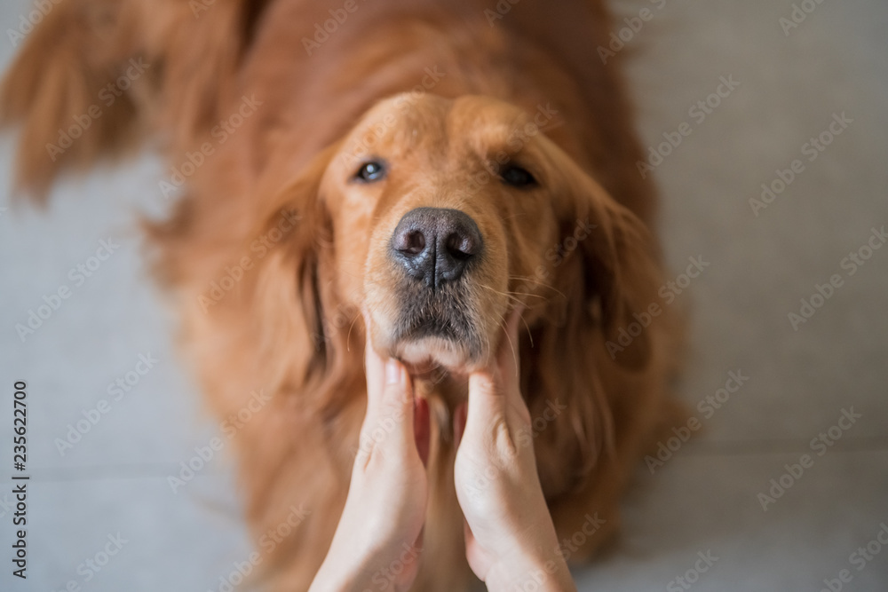 Touch the face of the Golden hound with both hands.