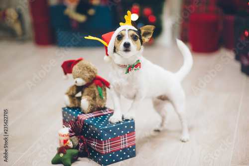 funny cute jack russel terrier in santa hat standing on gift box christmas decor photo