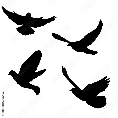 isolated  dove silhouette  flying flock of birds