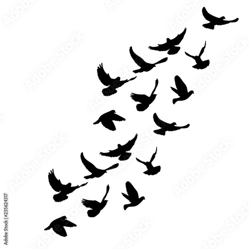 flying flock of doves silhouette