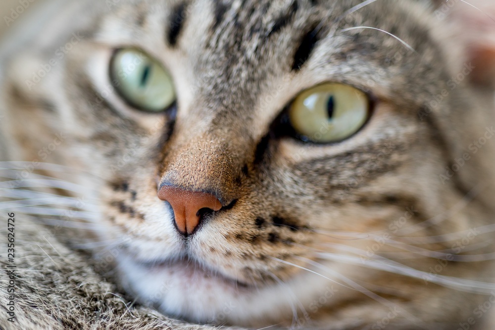 Portrait of a cute cat closeup at home Portrait of a cute cat closeup at home
