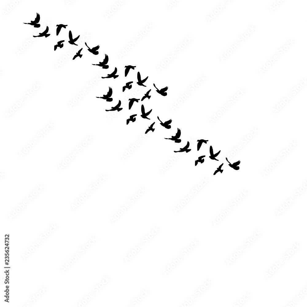 isolated black silhouette of pigeons flying on a white background isolated black silhouette of pigeons flying on a white background