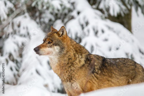 Wolf (Canis lupus) in the snow in the animal enclosure in the Bavarian Forest National Park, Bavaria, Germany. © DirkR
