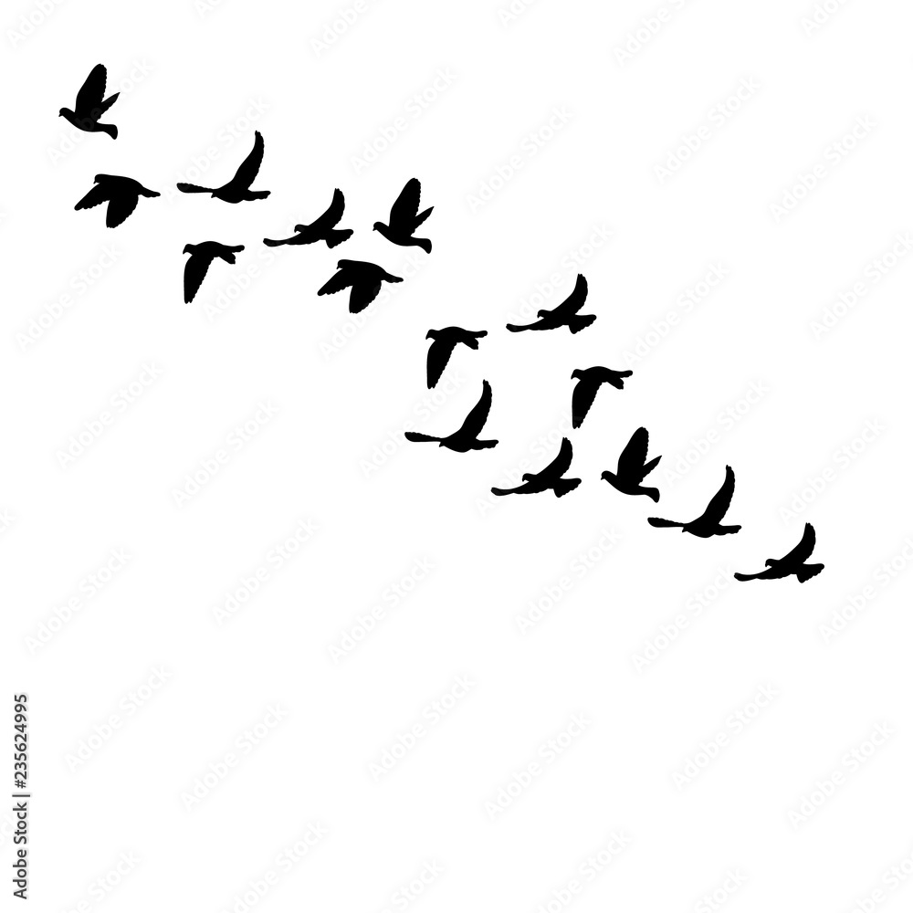 flock of flying birds
