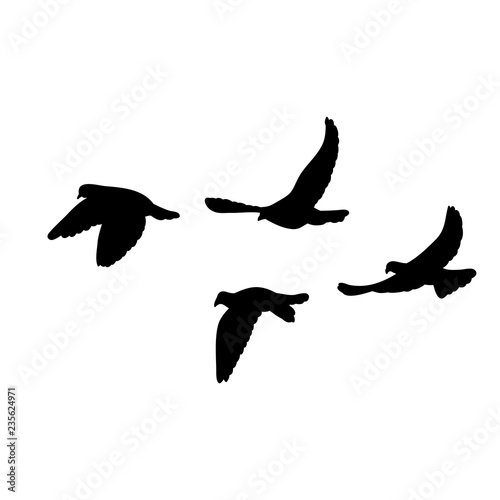 vector isolated, flock of flying birds, black silhouette of pigeons flying on a white background