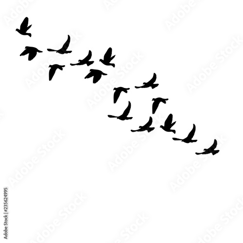 flock of flying birds