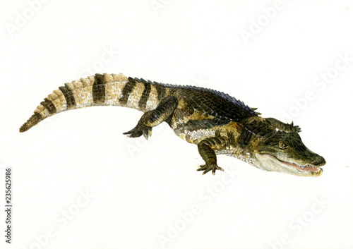          alligator