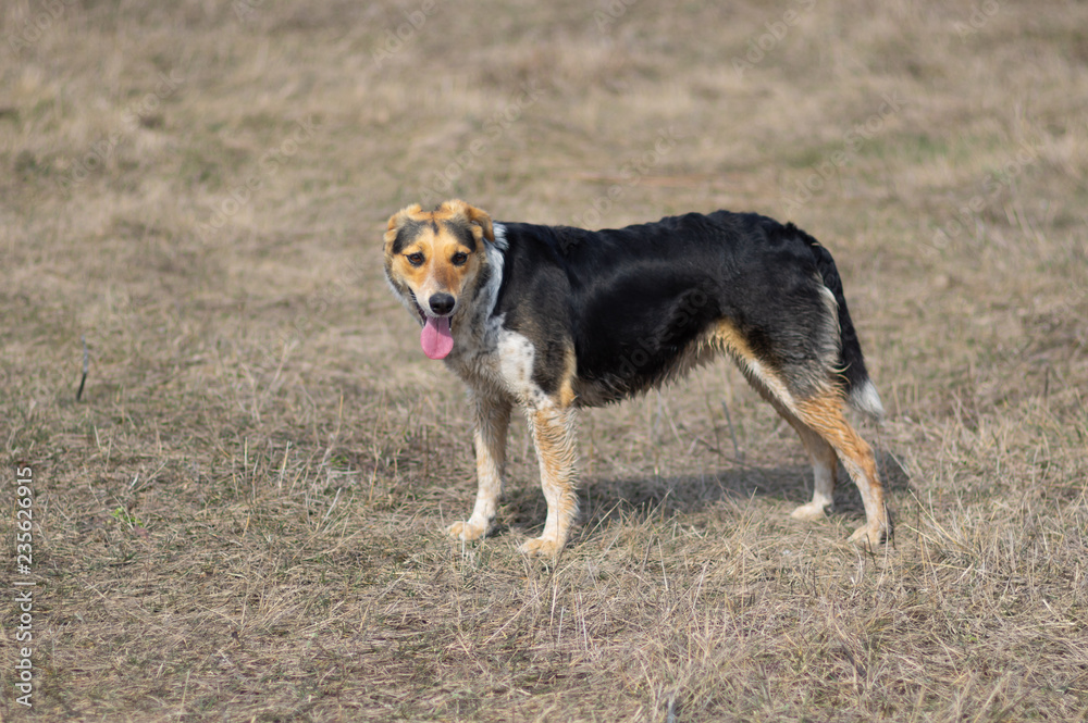 Mixed-breed female dog is ready to chase anybody while hunting