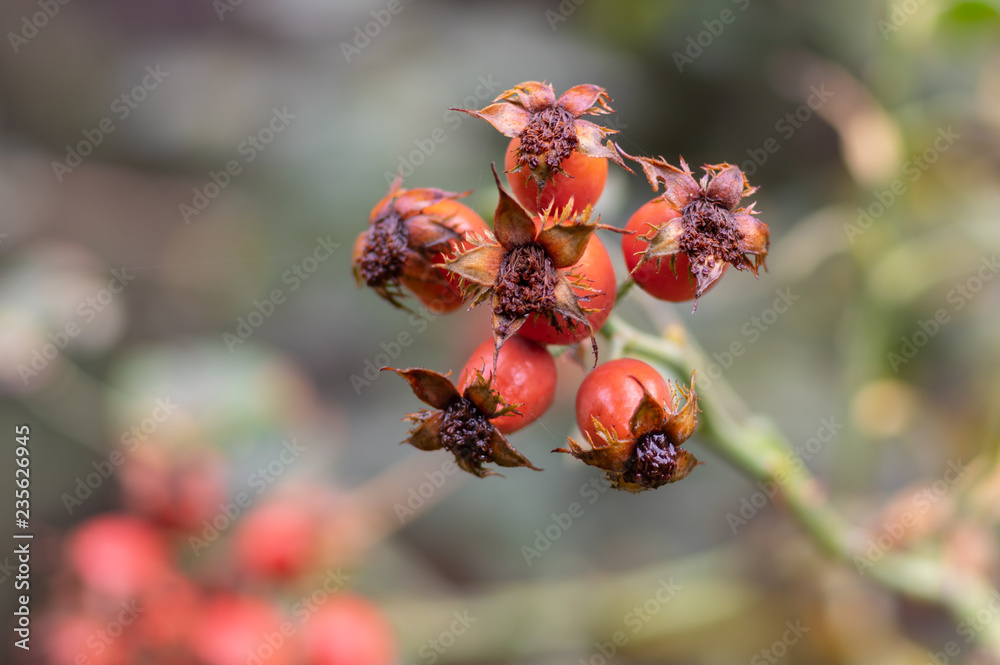 Branch of dog-rose(rosa canina) with ripe hips closeup Branch of dog-rose(rosa canina) with ripe hips closeup