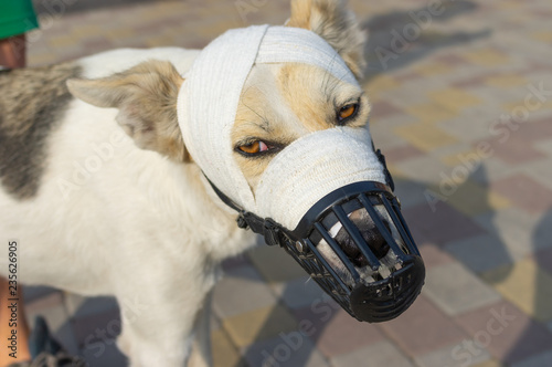 Portrait of mixed-breed dog in muzzle with bandaged snout having under lichen therapy © Yuri Kravchenko