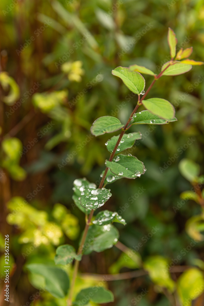 drops of water on plant drops of water on plant