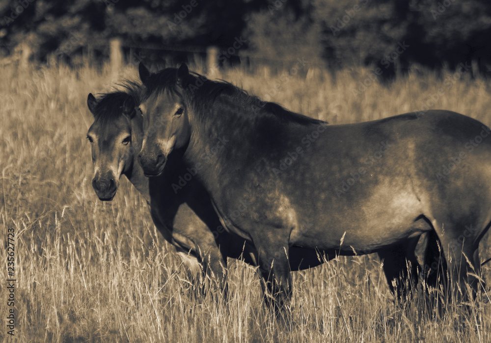 Exmoor ponies in a grass field meadow with colour toning Exmoor ponies in a grass field meadow with colour toning