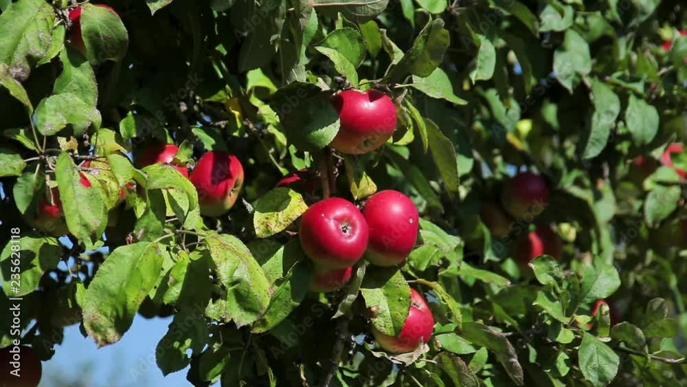 Beautiful, bulk apples hang on the trees. Sunny day. Beautiful, bulk apples hang on the trees. Sunny day.