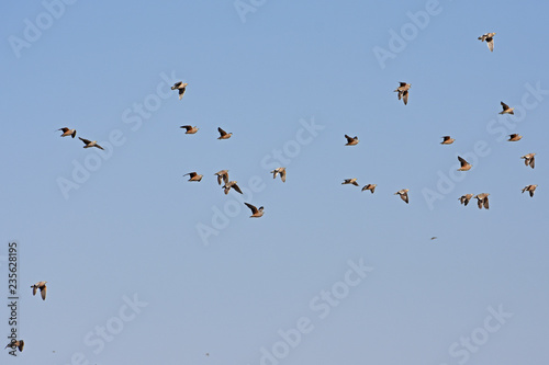 Flughühner fliegen zum Wasserloch im Etosha Nationalpark (Namibai)