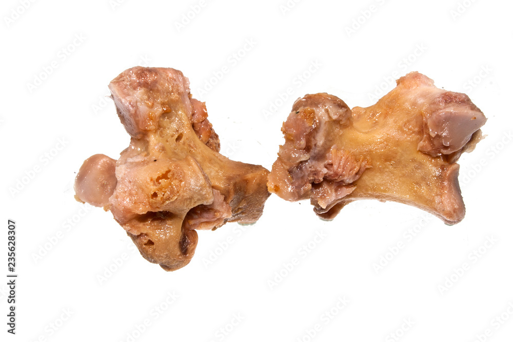 bone isolated on white background bone isolated on white background