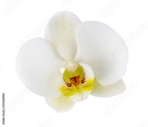 White orchid flower closeup isolated on white