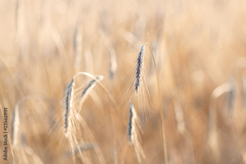 Ripe golden ears of rye