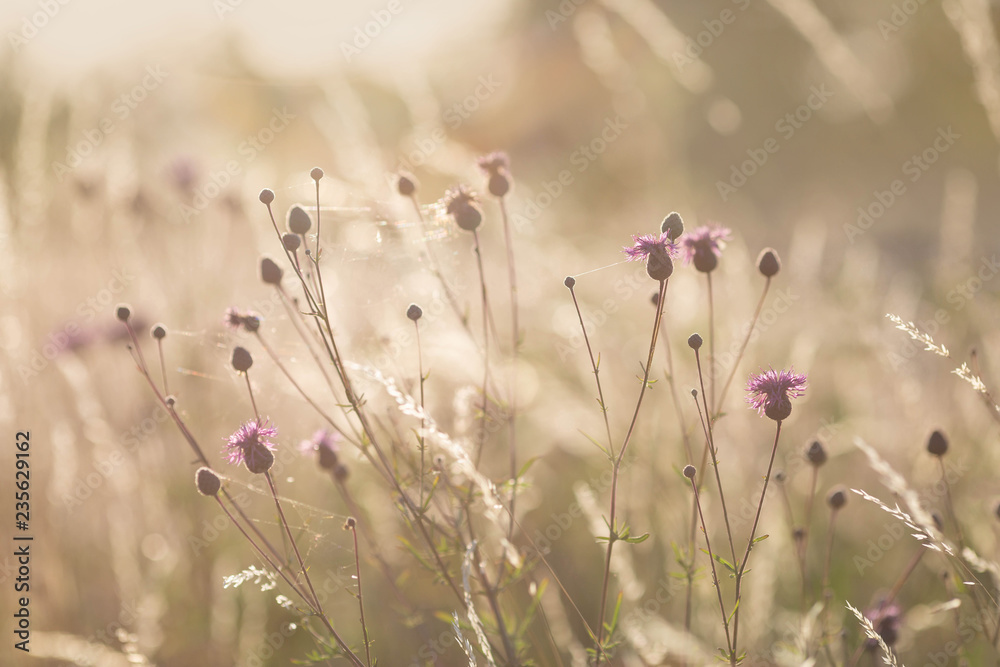 Thistle on the meadow Thistle on the meadow