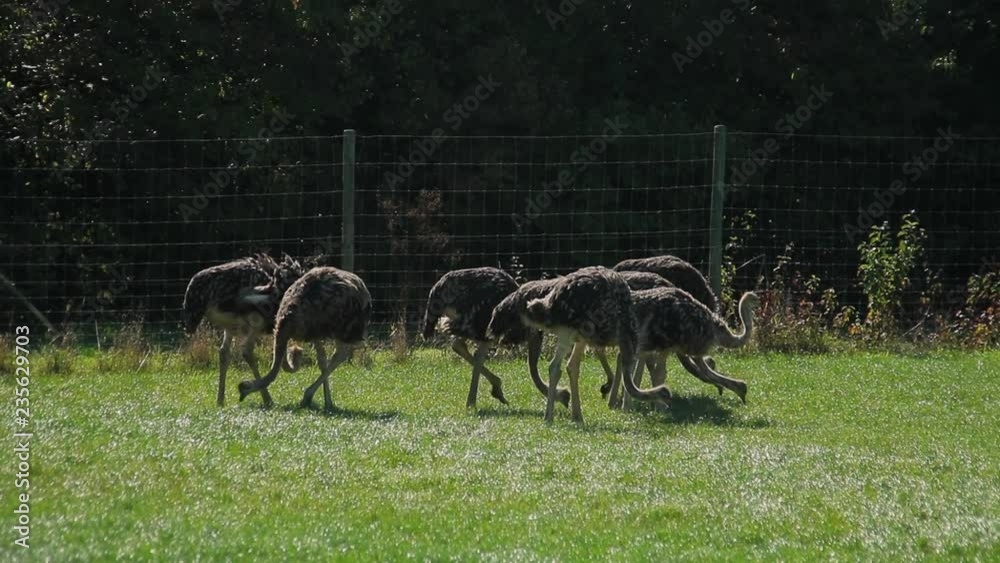 ostrich in a park. Ostriches nibble on grass. ostrich in a park. Ostriches nibble on grass.