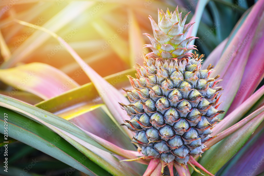 Pineapple field / fresh pineapple in farm organic fruit garden Pineapple field / fresh pineapple in farm organic fruit garden