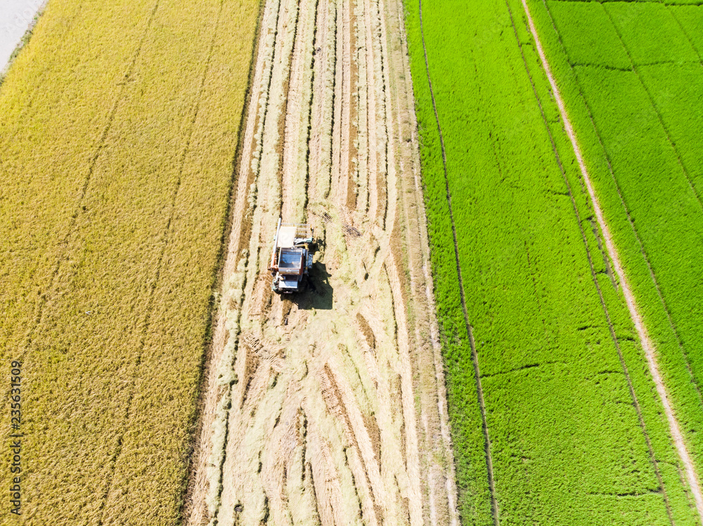 Obraz premium Aerial view of tractor car harvesting rice in the field