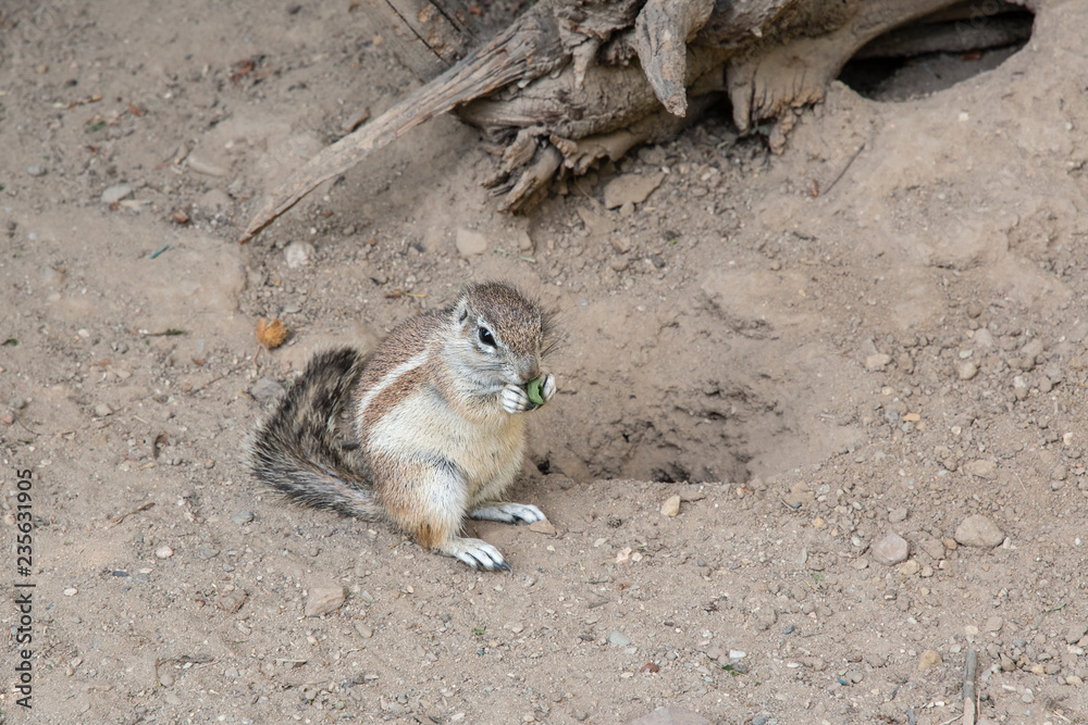Obraz premium Xerus inauris - Squirrel pits outdoors.