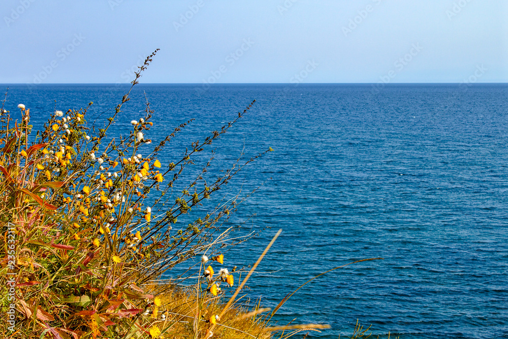 yellow, white and green flowers on the hill against the backdrop of Lake Baikal yellow, white and green flowers on the hill against the backdrop of Lake Baikal